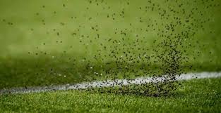 'Geen verband kunstgras en kanker'