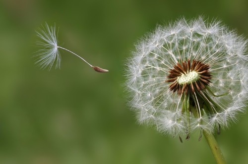 Alleen familie bij crematieplechtigheid Gerrit van Zanten